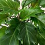 Philodendron 'Xanadu' blad close-up
